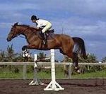 Bali Horse Sport