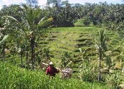 Bali Tour Guide - Bali Rice Terrace
