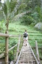 Bali Nature