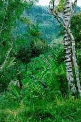 Bali Trekking