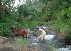 Bali River